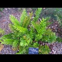 Cyrtomium Falcatum (fam Aspidiacees) (Chine, Japon) (1)